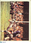 1966 Philadelphia Football Earl Gros Tom Costello Jerry Hillebrand #143